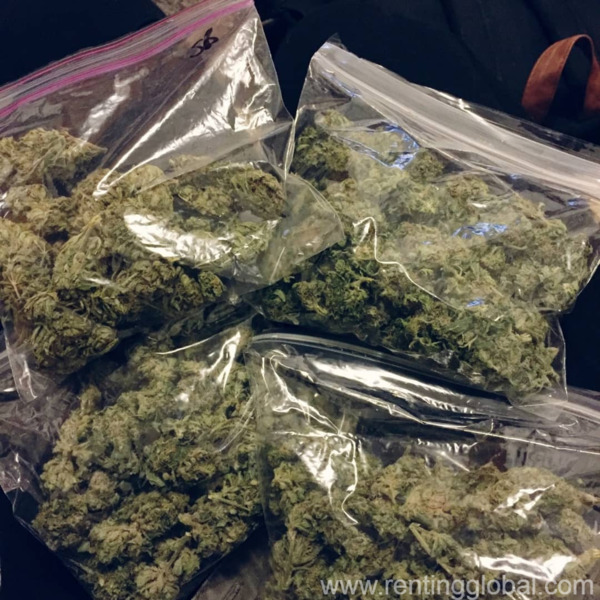 www.rentingglobal.com, renting, global, California, USA, marijuana, buy your medical marijuana here