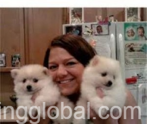 www.rentingglobal.com, renting, global, Berlin, Germany, cute and adorable teacup yorkie puppies for free adoption, Cute And Adorable Teacup poms Puppies For Free Adoption