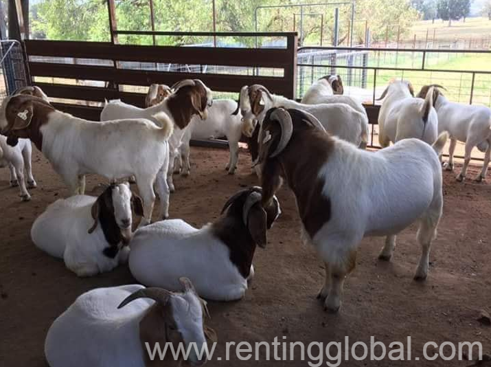 www.rentingglobal.com, renting, global, Richards Bay, South Africa, livestock for sale,boer goats for sale,kalahari red goats for sale,boer bucks for sale,kalahari red bucks for sale,goats for sale, Boer Goats & Kalahari Red Goats - Whatsapp: +27655406895