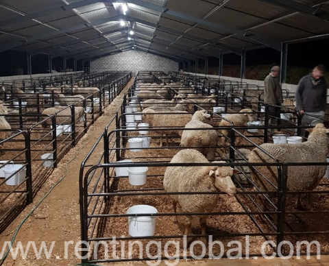 www.rentingglobal.com, renting, global, Richards Bay, South Africa, livestock for sale,sheeps for sale,sheep for sale,merino sheep for sale,dorper sheep for sale,merino for sale,dorpers for sale,merino rams for sale,dorper rams for sale,lambs for sale, Buy Merino & Dorper Sheeps - Whatsapp: +27655406895