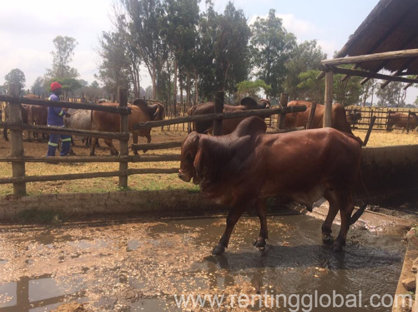 www.rentingglobal.com, renting, global, Newcastle, South Africa, cattle for sale,brahman cattle for sale,heifers for sale,bulls for sale,brahman cows for sale,cows for sale,brahman calves for sale,calves for sale,brahman heifers for sale,brahman bulls for sale,bonsmara cattle for sale,bonsmara cows for sale,bonsmara heifers for sale,bonsmara bulls for sale,bonsmara calves for sale,nguni cattle for sale,nguni cows for sale,nguni heifers for sale,nguni bulls for sale,nguni calves for sale,nguni for sale,brahman for sale,bonsmara for sale, Brahman Cattle, Bonsmara & Nguni Cattle / Calves - Whatsapp: +27655406895 