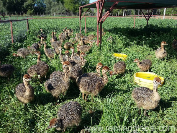 www.rentingglobal.com, renting, global, Durban, South Africa, poultry for sale,ostrich for sale,ostrich chicks for sale,black neck ostrich,ostrich eggs for sale,fertil ostrich eggs for sale,infertile ostrich eggs for sale,ostriches for sale, Black Neck Ostrich Chicks And Eggs - Whatsapp +27655406895