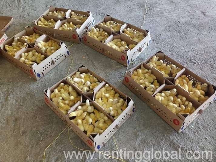 www.rentingglobal.com, renting, global, Richards Bay, South Africa, poultry for sale,livestock for sale,broiler chicks for sale,day old chicks for sale,ross 308 day old chicks for sale,chickens for sale,broiler chickens for sale, Grade A Day Old Broiler Chicks - Whatsapp: +27655406895