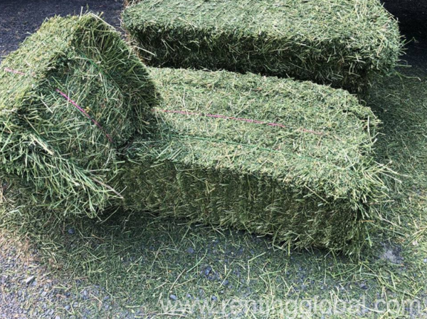www.rentingglobal.com, renting, global, Richards Bay, South Africa, lucerne hay for sale,animal feed for sale,alfalfa hay for sale,lucerne hay bales for sale,alfalfa hay bales for sale,hay for sale,teff hay for sale,teff hay bales for sale, Lucerne / Alfalfa and Teff Hay bales - Whatsapp +27655406895