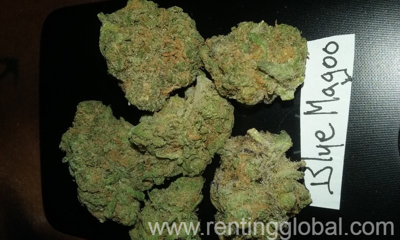 www.rentingglobal.com, renting, global, New Jersey, USA, weed, Buy Top Shelf Medical Marijuana online : + 802 417 2475