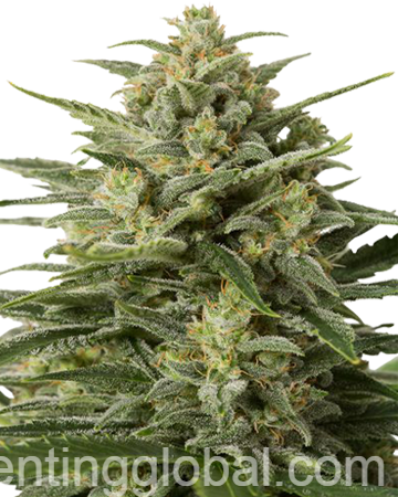 www.rentingglobal.com, renting, global, United States, buy white widow, Buy White Widow