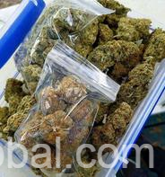 www.rentingglobal.com, renting, global, United States, buy acapulco gold, Buy acapulco gold
