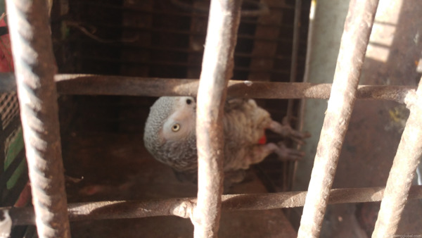 www.rentingglobal.com, renting, global, Amsterdam, Netherlands, African grey parrot available