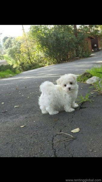 www.rentingglobal.com, renting, global, Netherlands, Maltese puppies available 