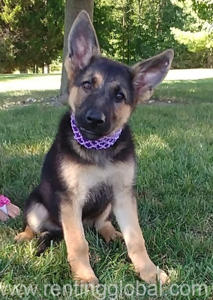 www.rentingglobal.com, renting, global, New York, NY, USA, german sherperd, trained german sherpard puppy 