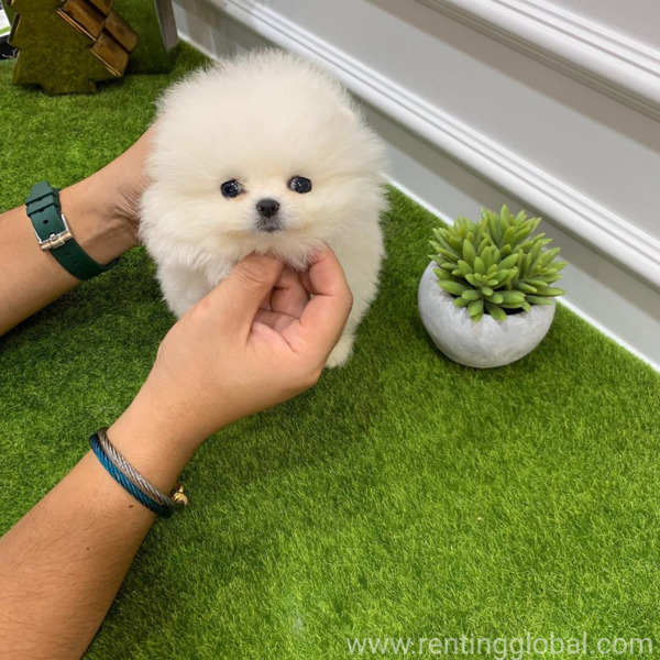 www.rentingglobal.com, renting, global, Idaho Falls, ID, USA, Awesome Teacup pomeranian puppies ready now