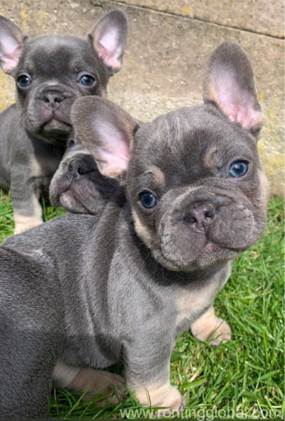 www.rentingglobal.com, renting, global, Barry Island, Barry CF62 5AJ, UK, french bulldog, Top Class French bulldog puppies is ready to leave to they location 