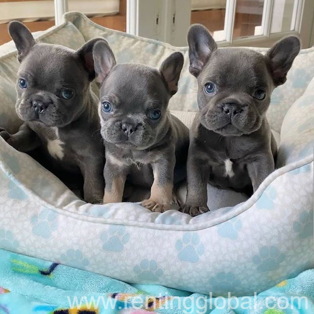 www.rentingglobal.com, renting, global, Llanelli, UK, french bulldog, Amazing French bulldog puppies for sale