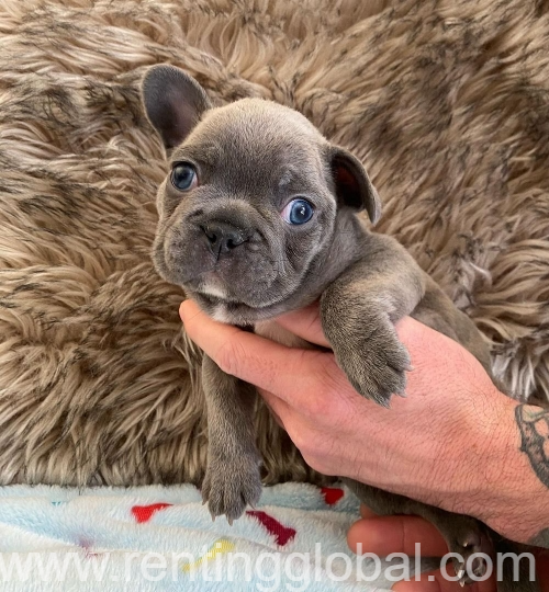 www.rentingglobal.com, renting, global, Ogmore Vale, Bridgend CF32 7AX, UK, french bulldog, French bulldog puppies for sale