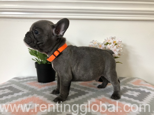 www.rentingglobal.com, renting, global, Glasgow, UK, French bulldog puppies for sale