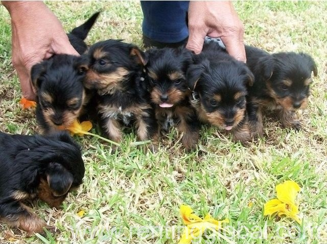 www.rentingglobal.com, renting, global, Arizona City, AZ 85123, USA, Yorkshire puppies for sale 