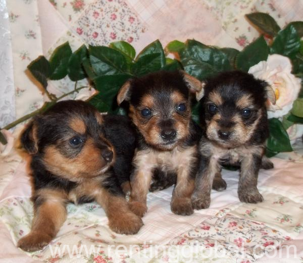 www.rentingglobal.com, renting, global, Florida, USA,  Yorkshire puppies for sale