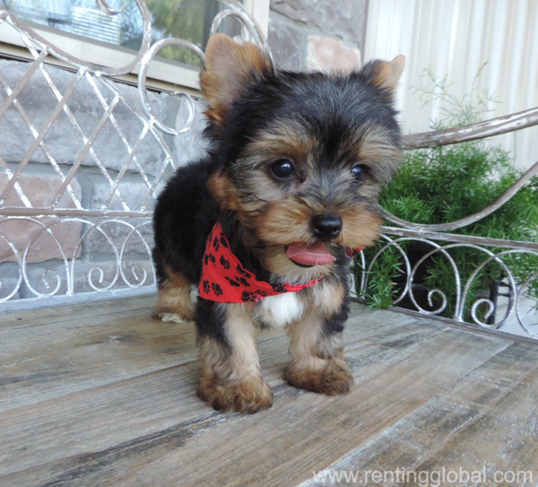 www.rentingglobal.com, renting, global, Iowa City, IA, USA, Yorkshire puppies for sale