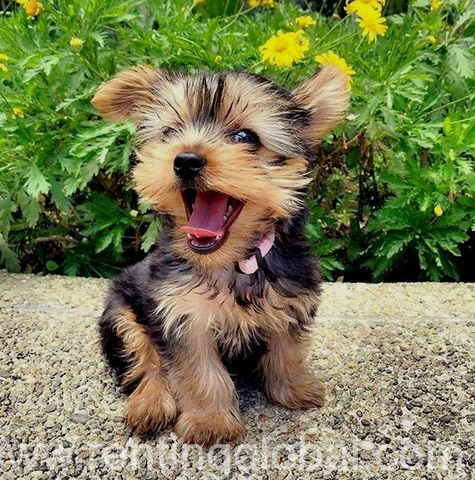 www.rentingglobal.com, renting, global, Kentucky, USA, Yorkshire puppies for sale
