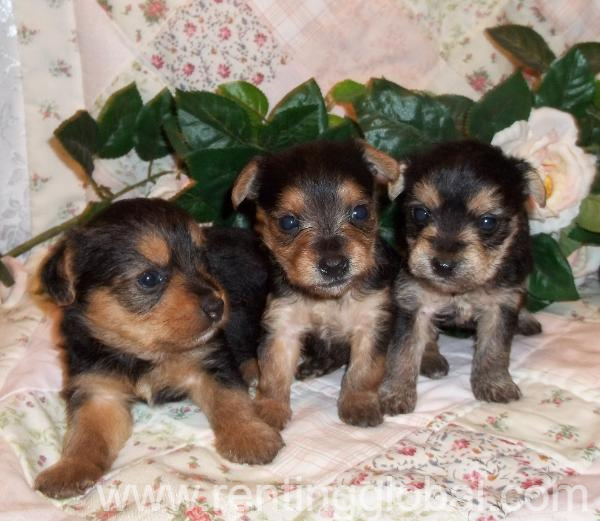 www.rentingglobal.com, renting, global, Maine, USA, Yorkshire puppies for sale