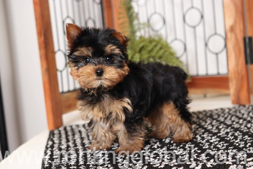 www.rentingglobal.com, renting, global, Massachusetts, USA,  Yorkshire puppies for sale