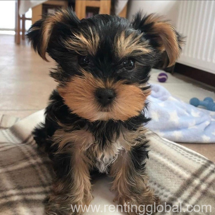 www.rentingglobal.com, renting, global, Minnesota, USA,  Yorkshire puppies for sale