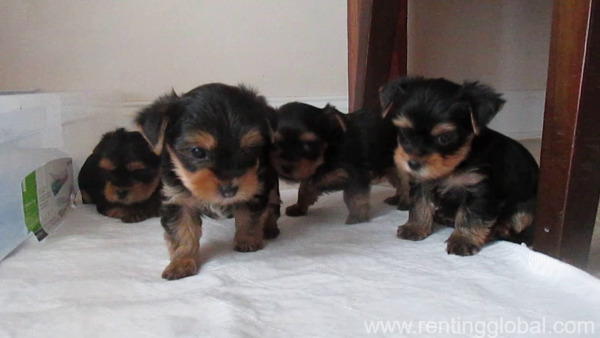 www.rentingglobal.com, renting, global, Missouri City, TX, USA, Yorkshire puppies for sale