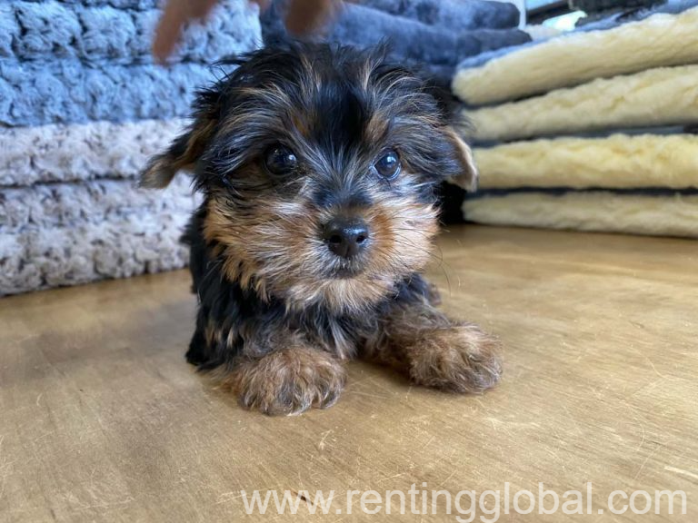 www.rentingglobal.com, renting, global, Nebraska City, NE 68410, USA, Yorkshire puppies for sale