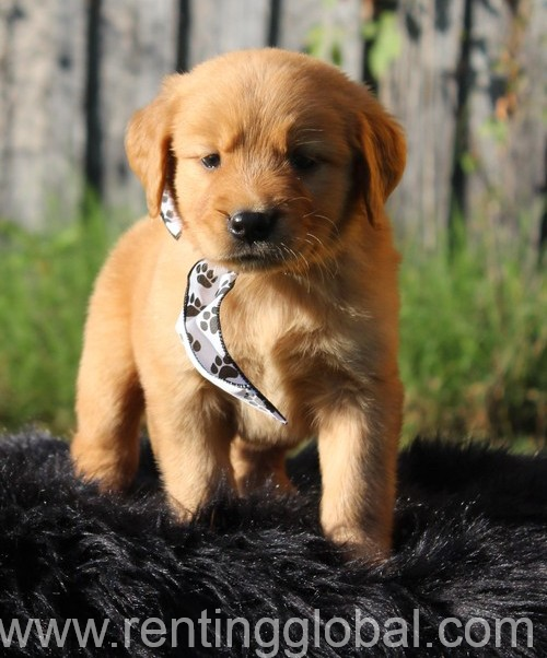 www.rentingglobal.com, renting, global, Manchester, UK, for sale, Golden Retriever Puppies.