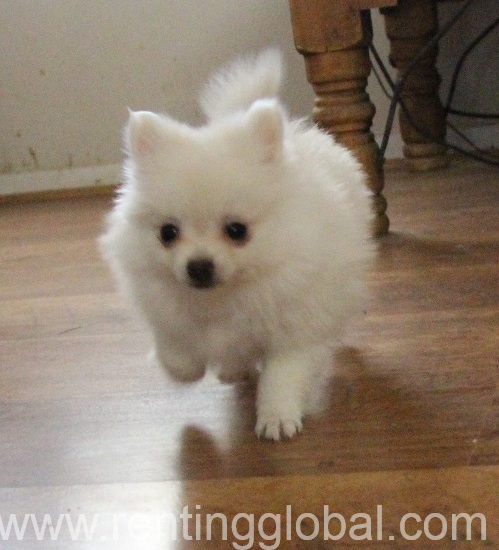 www.rentingglobal.com, renting, global, Devon, UK, for sale,  Pure White Pomeranian Puppies.