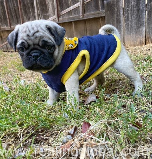 www.rentingglobal.com, renting, global, Bristol, UK, for sale, Pug Puppies For Sale