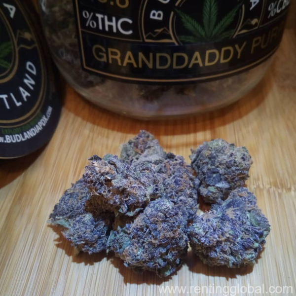 www.rentingglobal.com, renting, global, United States, banana og kush for sale online, caliweedshop.us ,buy blissful wizard online,  where to buy blue cookies online, bruce banner for sale, order chernobyl online, buy cherry diesel online, wholesale cherry pie marijuana strain online, buy ghost og online uk, buy ice wreck marijuana strain online, nyc diesel marijuana strain for sale, buy og 18 marijuana strain in germany, white runtz for sale online, uk cheese marijuana strain for sale online,  where to order amnesia haze online, durban poison for sale online uk, wholesale green crack online,buy  snoop’s dream marijuana strain online, where to buy strawberry cough online, super lemon haze for sale, how to buy super silver haze online, order afghan kush online, order blue cheese online, buy blue magoo online, where to buy blueberry kush online, bubba kush for sale online, order critical kush online, buy death star online, where to buy grand daddy purple online, hindu kush sale online, khalifa kush for online united kingdom, buy master kush online, northern light for sale, order pineapple kush online, where to buy platinum og kush, alien rock for sale online, buy blue moonrock online, kaviar moonrock for sale online, how to buy kurupts moonrocks online, buy martian rocks online, sniff rocks for sale online, order sunrocks online, vanilla ice cream moon rocks for sale uk, Order Afghan Kush online at caliweedshop.us