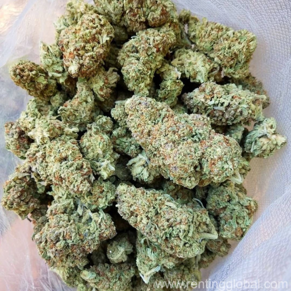 www.rentingglobal.com, renting, global, United States, banana og kush for sale online, caliweedshop.us ,buy blissful wizard online,  where to buy blue cookies online, bruce banner for sale, order chernobyl online, buy cherry diesel online, wholesale cherry pie marijuana strain online, buy ghost og online uk, buy ice wreck marijuana strain online, nyc diesel marijuana strain for sale, buy og 18 marijuana strain in germany, white runtz for sale online, uk cheese marijuana strain for sale online,  where to order amnesia haze online, durban poison for sale online uk, wholesale green crack online,buy  snoop’s dream marijuana strain online, where to buy strawberry cough online, super lemon haze for sale, how to buy super silver haze online, order afghan kush online, order blue cheese online, buy blue magoo online, where to buy blueberry kush online, bubba kush for sale online, order critical kush online, buy death star online, where to buy grand daddy purple online, hindu kush sale online, khalifa kush for online united kingdom, buy master kush online, northern light for sale, order pineapple kush online, where to buy platinum og kush, alien rock for sale online, buy blue moonrock online, kaviar moonrock for sale online, how to buy kurupts moonrocks online, buy martian rocks online, sniff rocks for sale online, order sunrocks online, vanilla ice cream moon rocks for sale uk, Buy Blissful Wizard online at caliweedshop.us