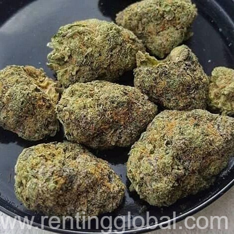 www.rentingglobal.com, renting, global, United States, banana og kush for sale online, caliweedshop.us ,buy blissful wizard online,  where to buy blue cookies online, bruce banner for sale, order chernobyl online, buy cherry diesel online, wholesale cherry pie marijuana strain online, buy ghost og online uk, buy ice wreck marijuana strain online, nyc diesel marijuana strain for sale, buy og 18 marijuana strain in germany, white runtz for sale online, uk cheese marijuana strain for sale online,  where to order amnesia haze online, durban poison for sale online uk, wholesale green crack online,buy  snoop’s dream marijuana strain online, where to buy strawberry cough online, super lemon haze for sale, how to buy super silver haze online, order afghan kush online, order blue cheese online, buy blue magoo online, where to buy blueberry kush online, bubba kush for sale online, order critical kush online, buy death star online, where to buy grand daddy purple online, hindu kush sale online, khalifa kush for online united kingdom, buy master kush online, northern light for sale, order pineapple kush online, where to buy platinum og kush, alien rock for sale online, buy blue moonrock online, kaviar moonrock for sale online, how to buy kurupts moonrocks online, buy martian rocks online, sniff rocks for sale online, order sunrocks online, vanilla ice cream moon rocks for sale uk., Buy Blue moonrock Online at caliweedshop.us
