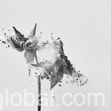 www.rentingglobal.com, renting, global, 197 Preston St, Ottawa, ON K1R 7P8, Canada, commercial food photography ottawa,composite photography toronto,drone photography toronto, Best Advertising Photographer Montreal