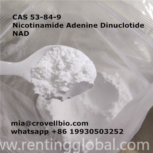 www.rentingglobal.com, renting, global, China, nicotinamide adenine dinuclotide,nad,53-84-9, CAS 53-84-9     Nicotinamide Adenine Dinuclotide   NAD (mia@crovellbio.com