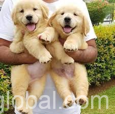 www.rentingglobal.com, renting, global, Kuala Lumpur, Federal Territory of Kuala Lumpur, Malaysia, Lovely Golden Retriever Puppies For Sale At Affordable Price