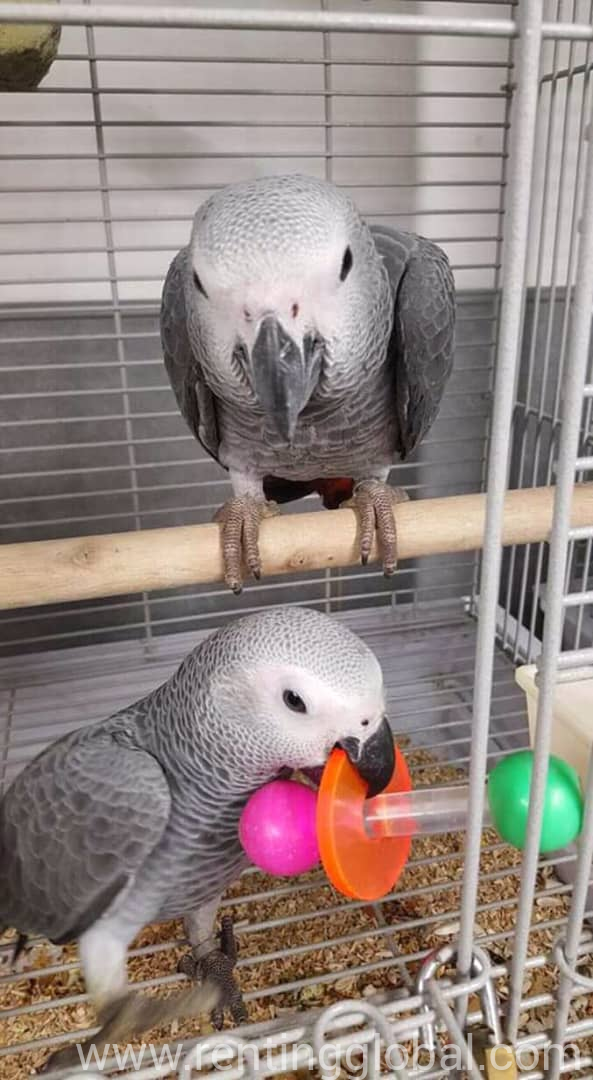 www.rentingglobal.com, renting, global, Oklahoma City, OK, USA, grey, Ever loving African grey parrots for sale at cheap rate.