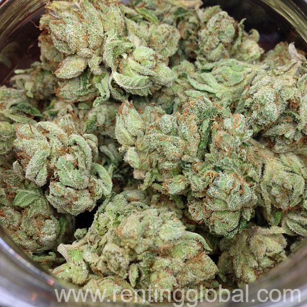 www.rentingglobal.com, renting, global, California, USA, medical marijuana for stoners and health care