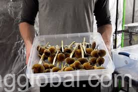 www.rentingglobal.com, renting, global, Los Angeles, CA, USA, medicinal mushroom,magic-mushrooms,spores,cubensis-spores,psychedelic,fungi,fungus,buy-shrooms,order-shrooms,instand-delivery,supply,oz,depression,anxiety,spirituality,clouds,bongs,smoke,buy-to-smoke, magic mushrooms help with depression,anxiety,heart issues,tripping,micro-dosing,extrem imaginations, spores,psychedelics