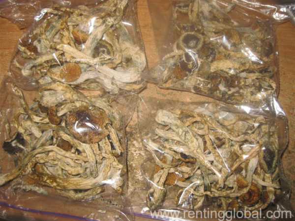 www.rentingglobal.com, renting, global, Colorado Springs, CO, USA, mushroom,fungi,medicinal mushroom,truffle,mushroom spores,shroom spores,psilocybin spores,magic mushroom spores, magic mushrooms help with depression,anxiety,heart issues,brian development,tripping,micro-dosing,extrem imaginations