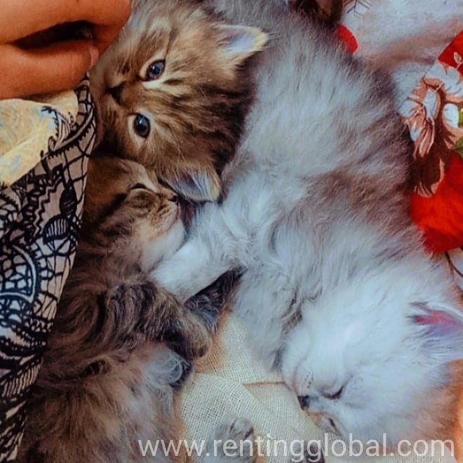 www.rentingglobal.com, renting, global, Berlin, Germany, kittens, Persian kittens 