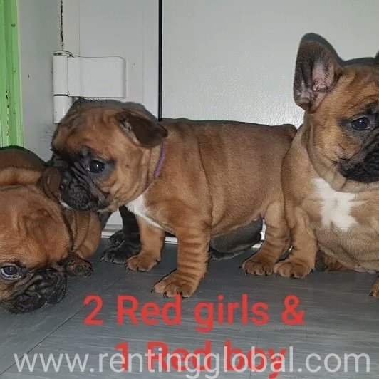 www.rentingglobal.com, renting, global, Los Angeles, CA, USA, available, Beautiful  frenchies boy and girl