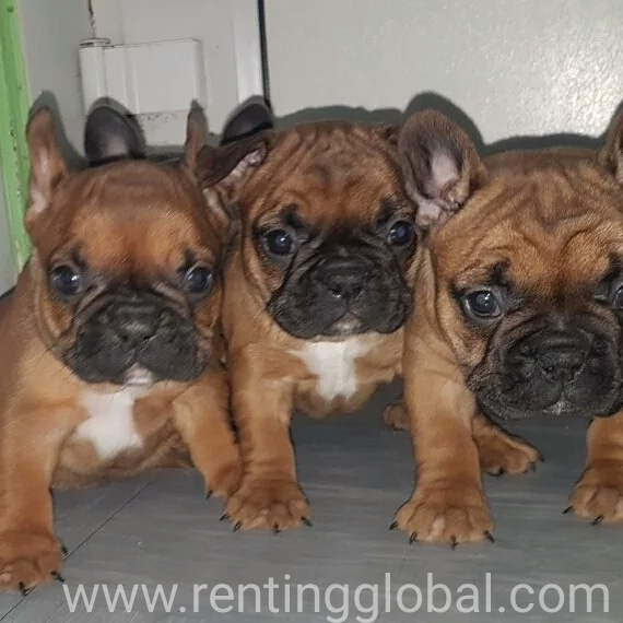 www.rentingglobal.com, renting, global, San Francisco, CA, USA, available dm or asap +16619276387, Frenchies bulldogs available 