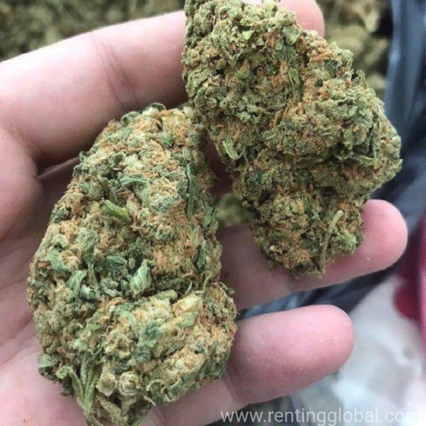 www.rentingglobal.com, renting, global, California City, CA, USA, hmu asap, Gelato kush