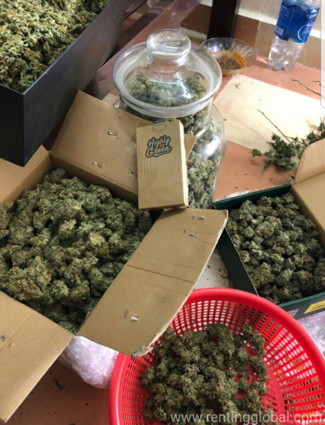 www.rentingglobal.com, renting, global, California, USA, check out our website onlinebudstore, Og Kush