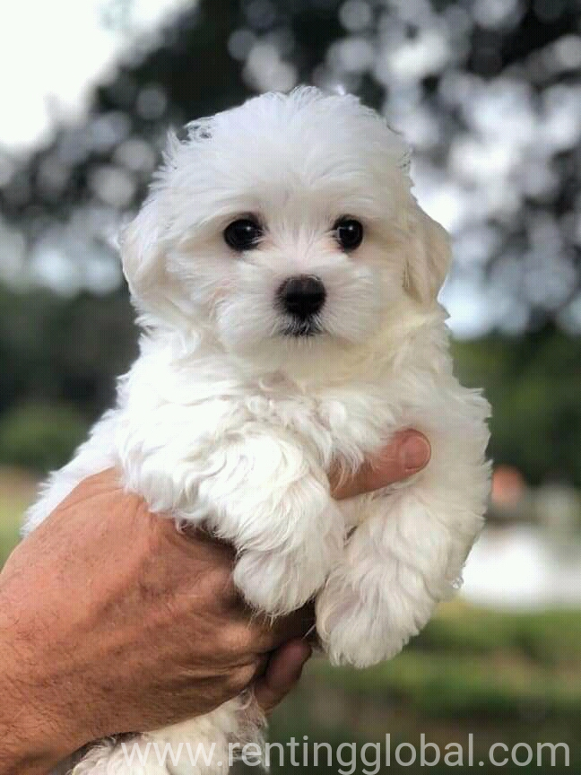 www.rentingglobal.com, renting, global, Colorado Springs, CO, USA, Maltese puppies