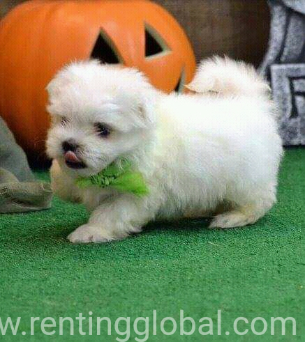 www.rentingglobal.com, renting, global, Colorado Springs, CO, USA, Maltese puppies