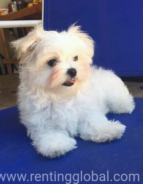 www.rentingglobal.com, renting, global, Colorado Springs, CO, USA, Maltese puppies
