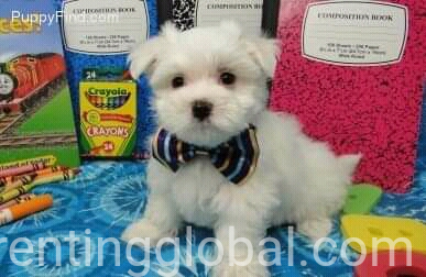 www.rentingglobal.com, renting, global, Colorado Springs, CO, USA, Maltese puppies